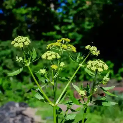 Foto von Sellerie (Apium graveolens)