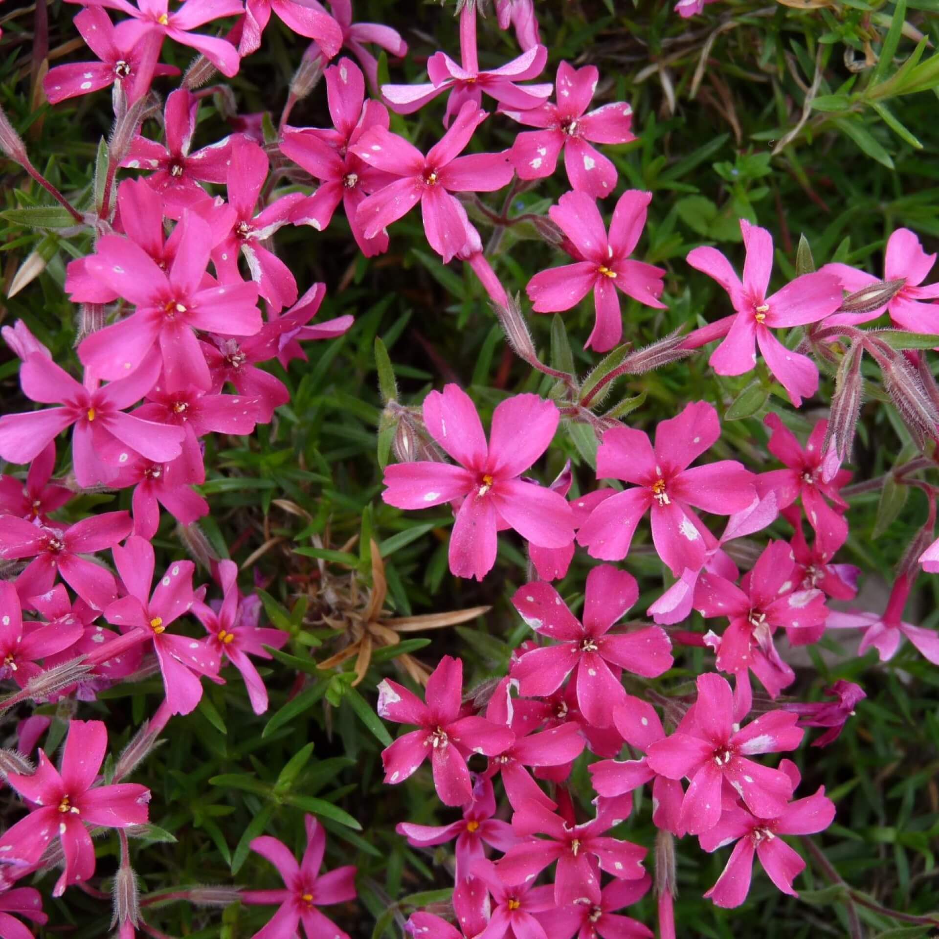 Polster-Flammenblume 'Scarlet Flame' (Phlox subulata 'Scarlet Flame')