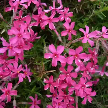 Foto von Polster-Flammenblume 'Scarlet Flame' (Phlox subulata 'Scarlet Flame')