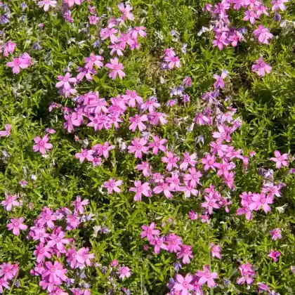 Foto von Polster-Flammenblume 'Temiskaming' (Phlox subulata 'Temiskaming')