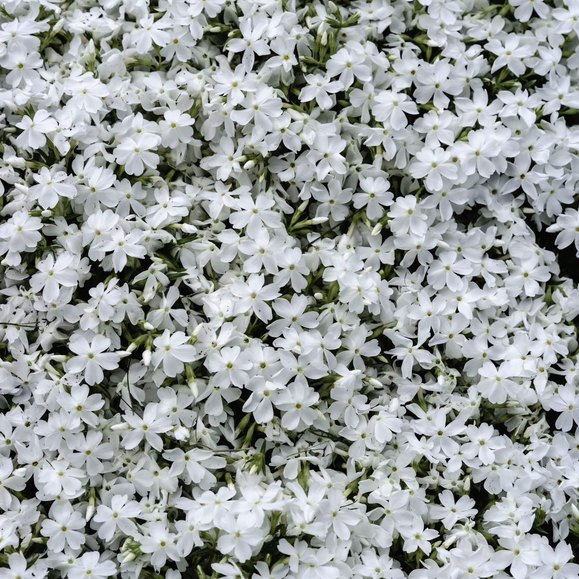 Polster-Flammenblume 'White Delight' (Phlox subulata 'White Delight')