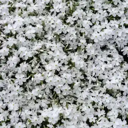 Foto von Polster-Flammenblume 'White Delight' (Phlox subulata 'White Delight')