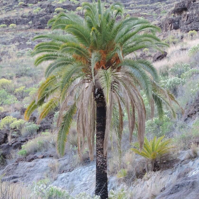 Kanarische Dattelpalme / Phoenix canariensis