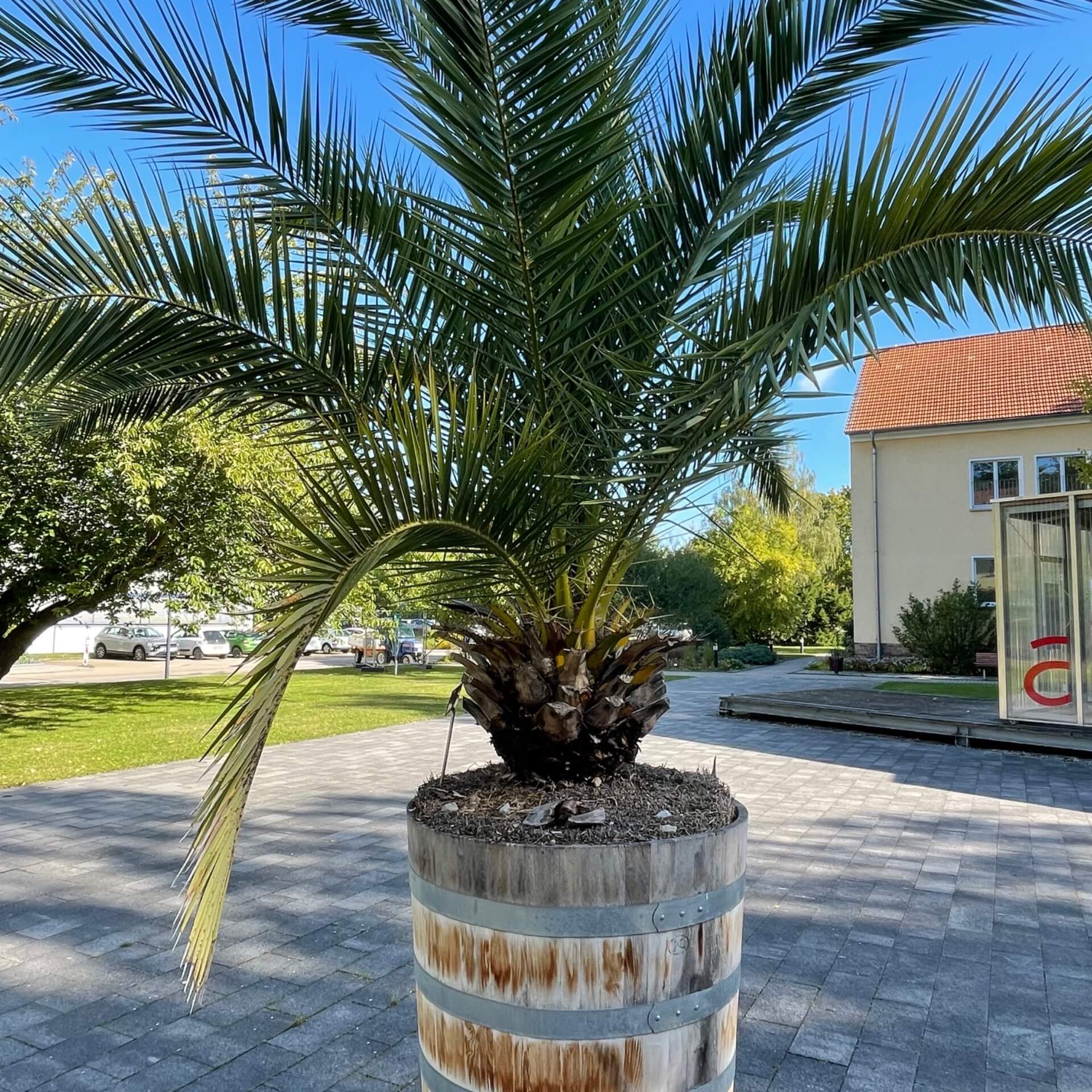 Kanarische Dattelpalme (Phoenix canariensis)