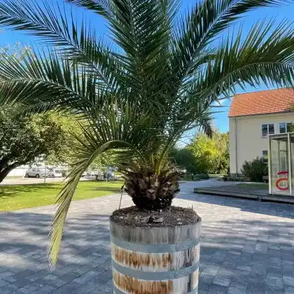Foto von Kanarische Dattelpalme (Phoenix canariensis)