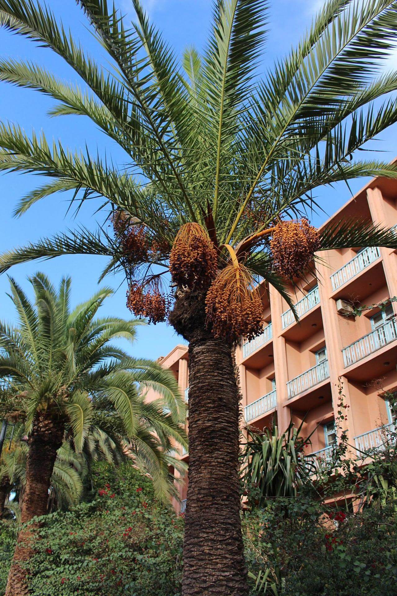 Echte Dattelpalme / Phoenix dactylifera