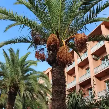 Foto von Echte Dattelpalme (Phoenix dactylifera)