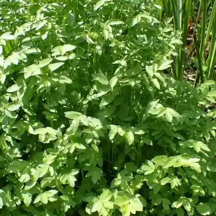 Foto von Knotenblütiger Sellerie (Apium nodiflorum)