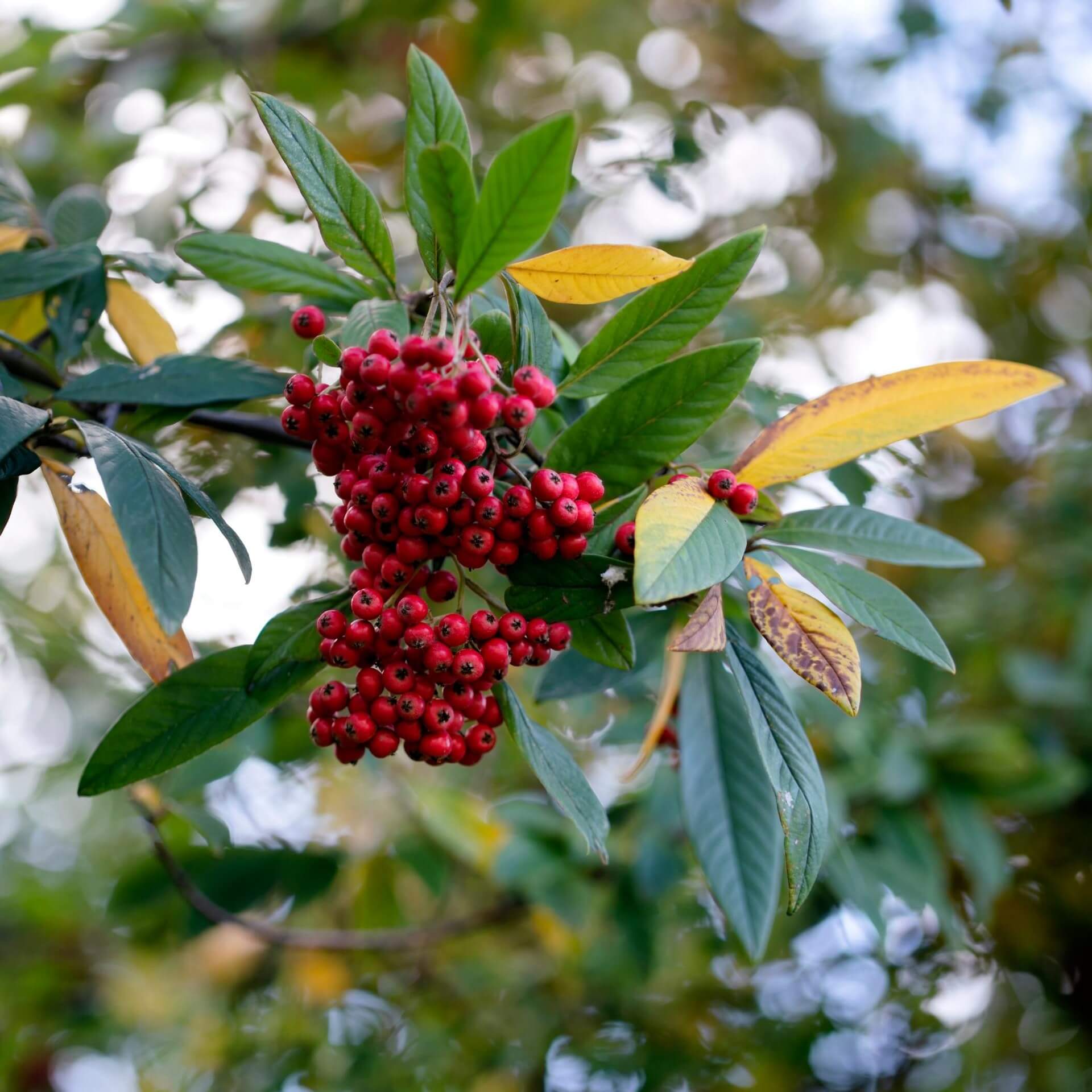 Davids-Glanzmispel (Photinia davidiana)