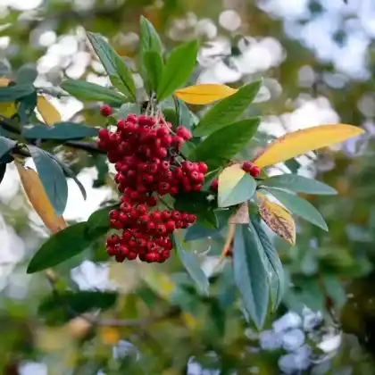 Foto von Davids-Glanzmispel (Photinia davidiana)