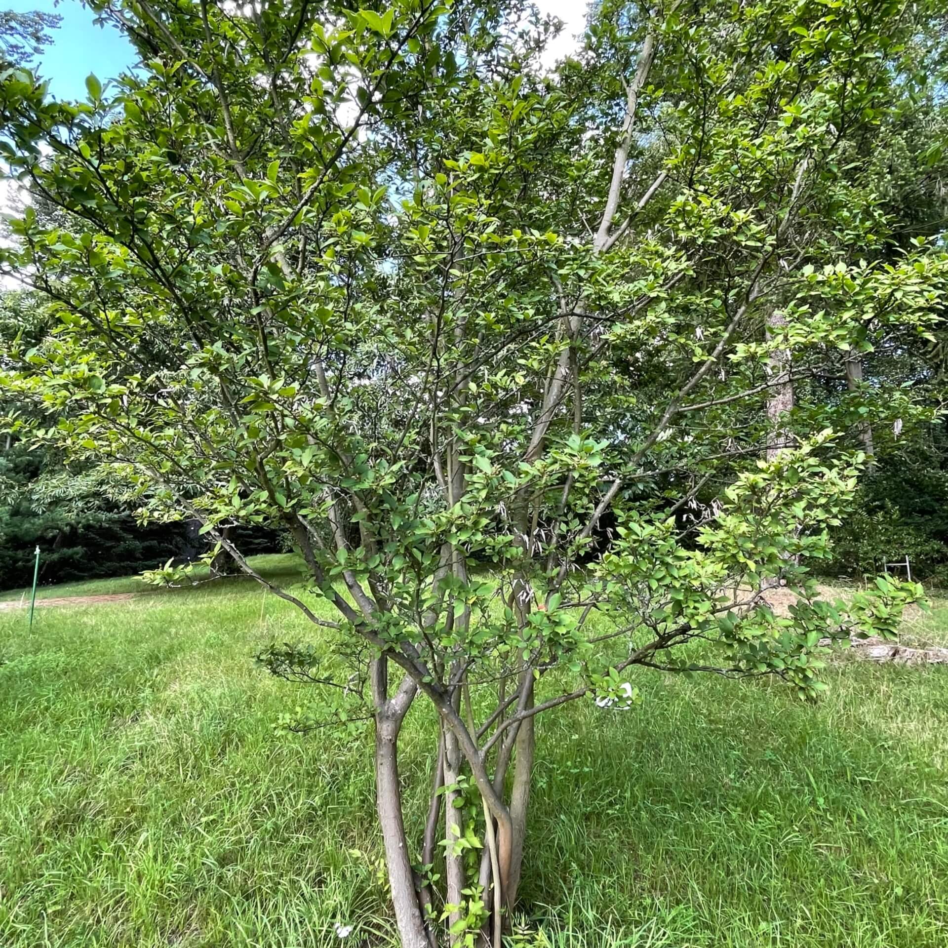 Scharlach Glanzblattmispel (Photinia villosa)