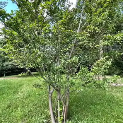 Foto von Scharlach Glanzblattmispel (Photinia villosa)