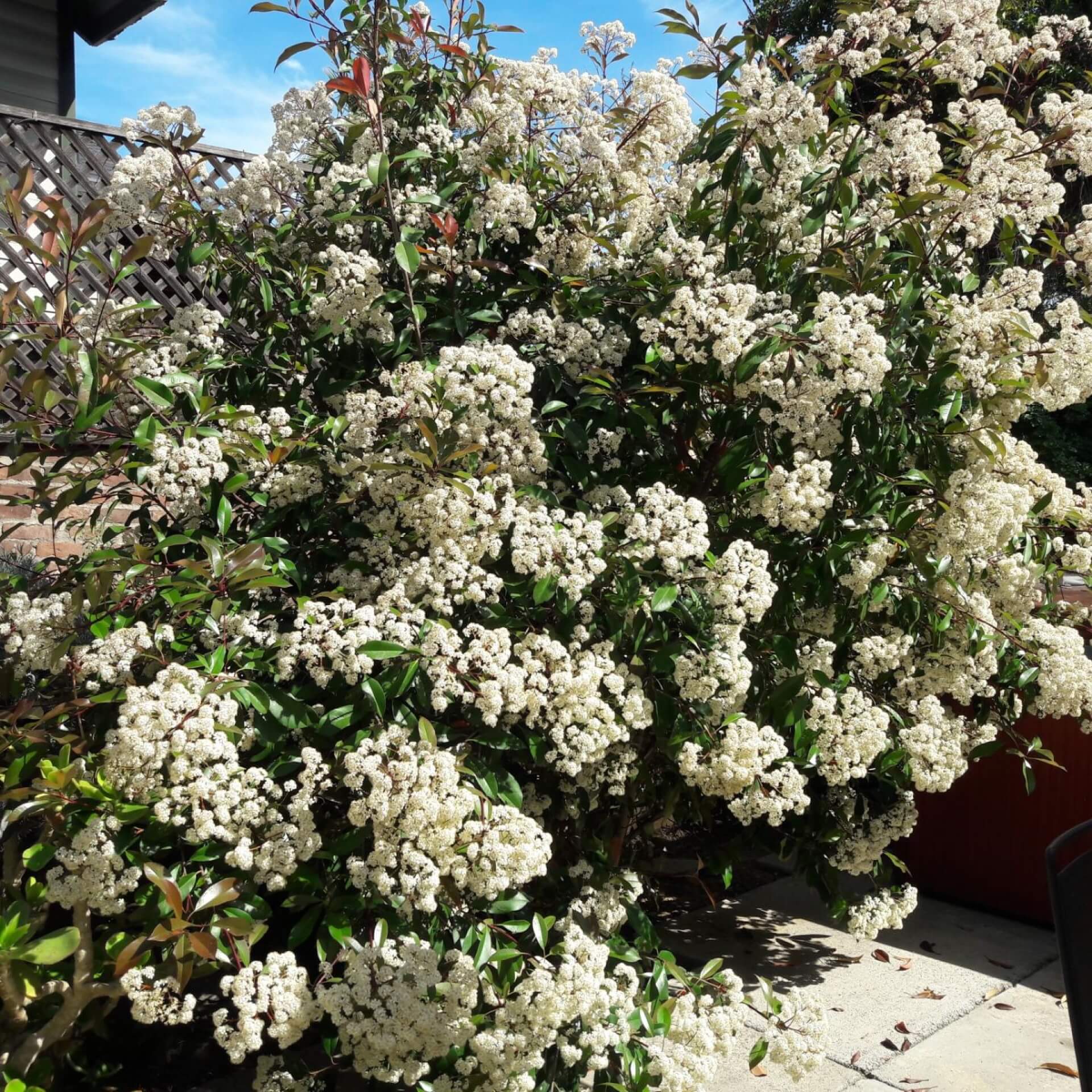 Rote Glanzmispel (Photinia x fraseri)