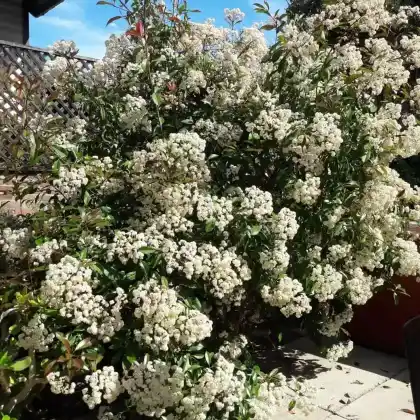 Foto von Rote Glanzmispel (Photinia x fraseri)