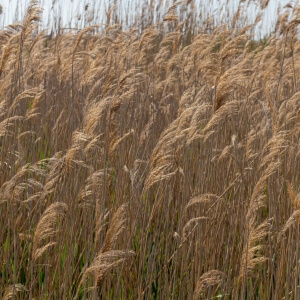 Phragmites australis