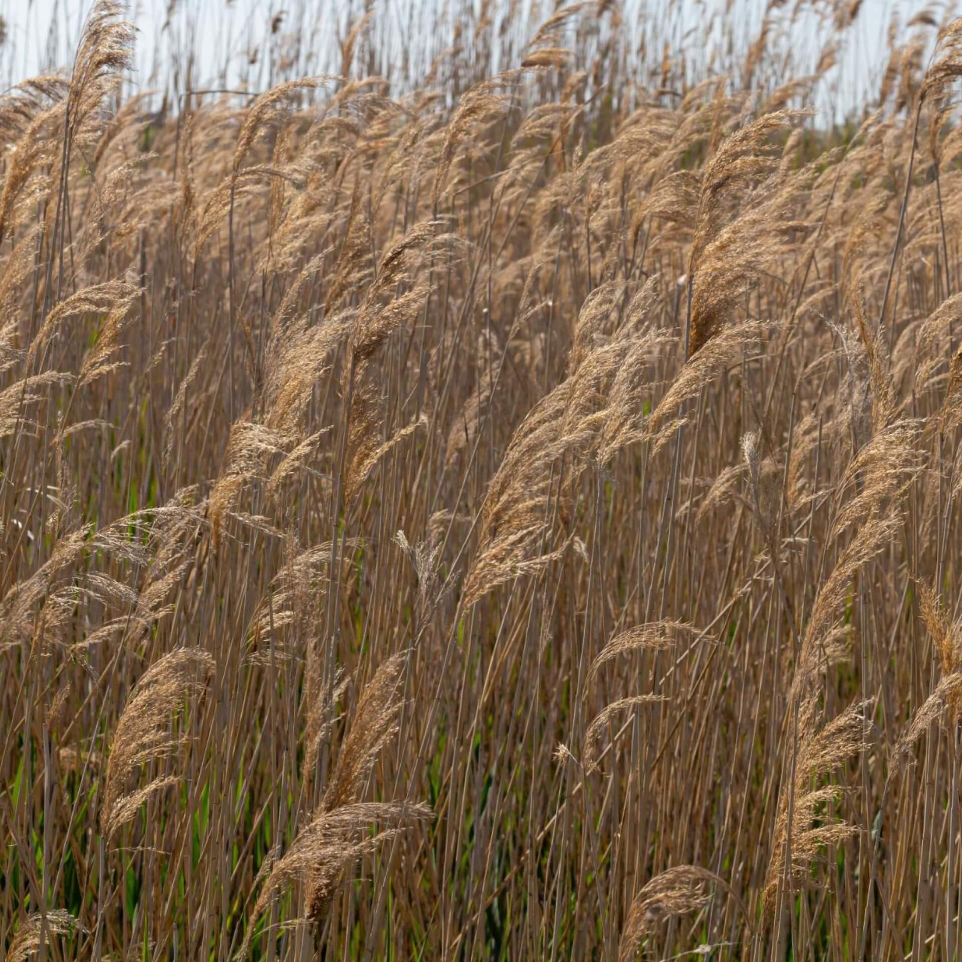 Gewöhliches Schilf (Phragmites australis)