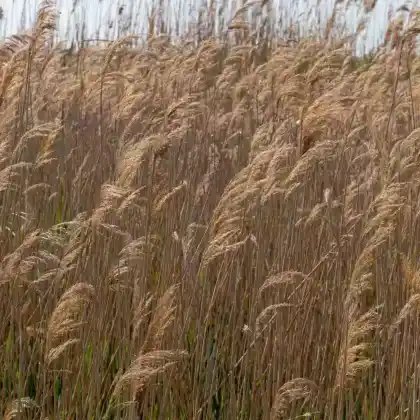Foto von Gewöhliches Schilf (Phragmites australis)