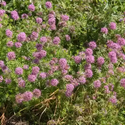 Foto von Scheinwaldmeister (Phuopsis stylosa)
