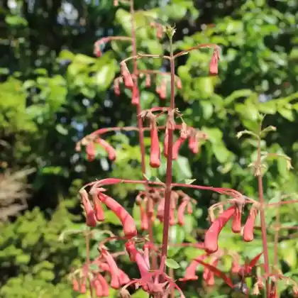 Foto von Kapfuchsie (Phygelius capensis)