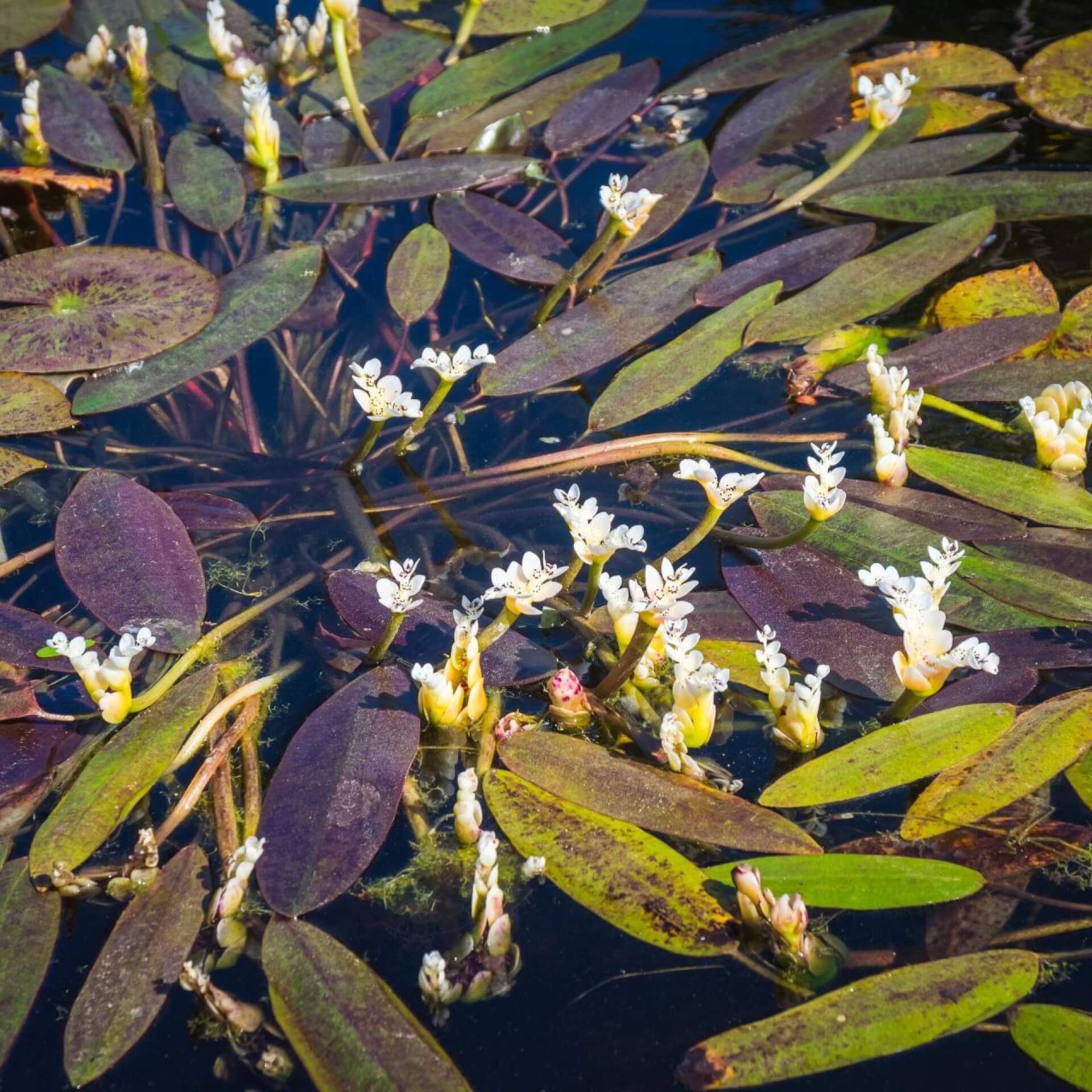 Zweiährige Wasserähre (Aponogeton distachyos)