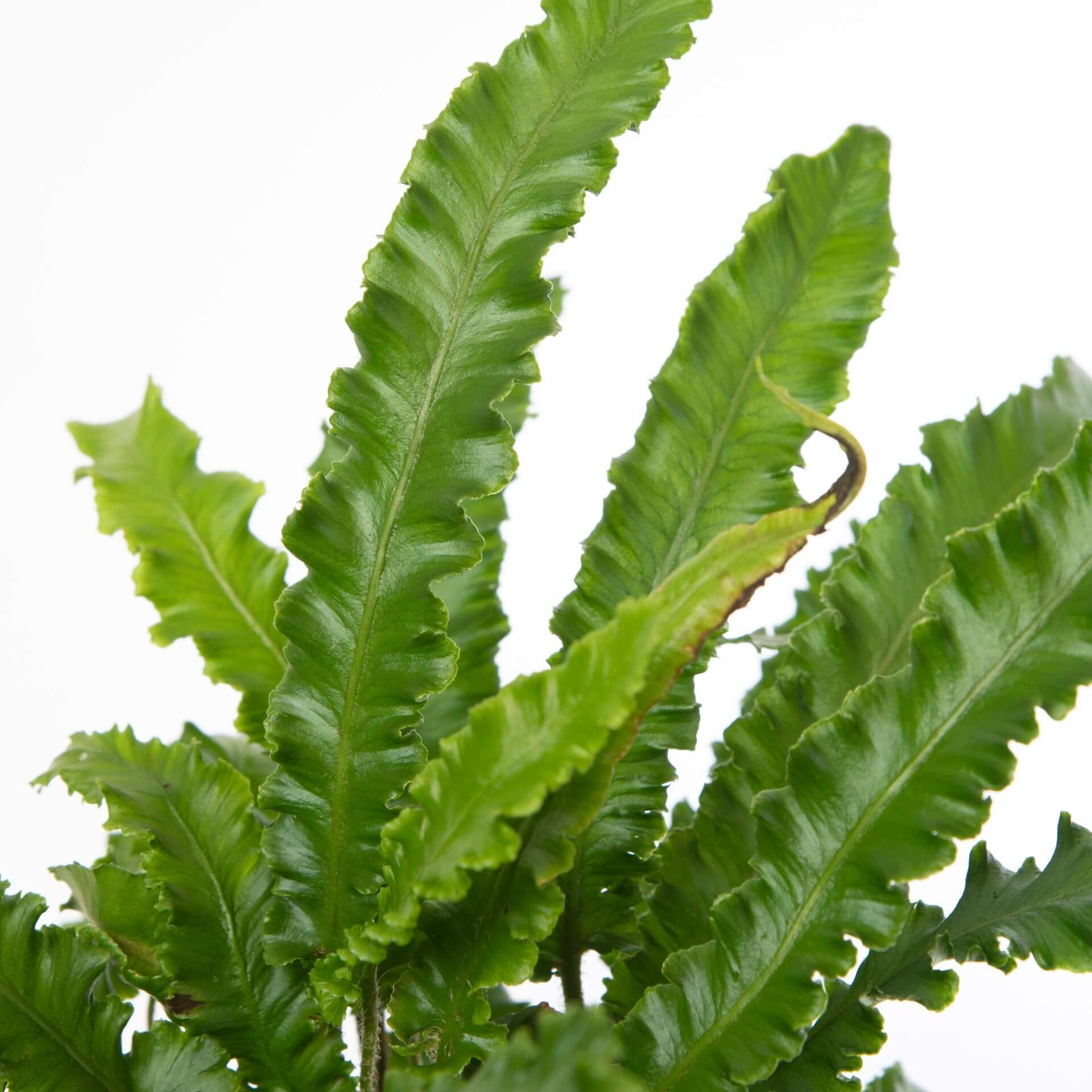 Hirschzungenfarn 'Angustifolia' (Asplenium scolopendrium 'Angustifolia')