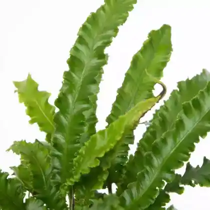 Foto von Hirschzungenfarn 'Angustifolia' (Asplenium scolopendrium 'Angustifolia')