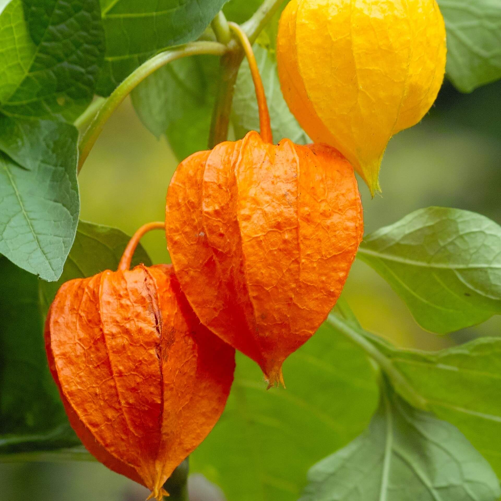 Lampionkirsche (Physalis alkekengi)