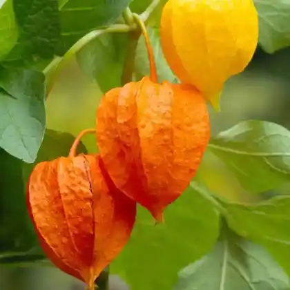 Foto von Lampionkirsche (Physalis alkekengi)