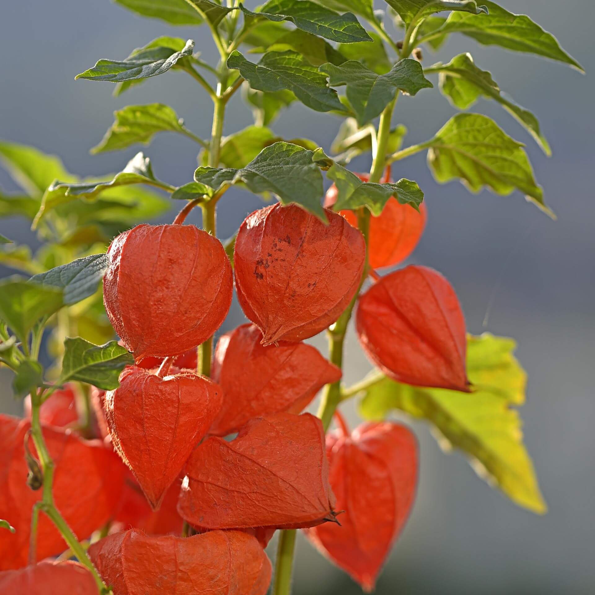 Lampionblume (Physalis alkekengi var. franchetii)