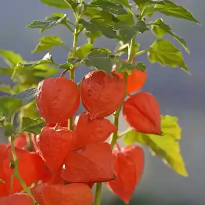 Foto von Lampionblume (Physalis alkekengi var. franchetii)
