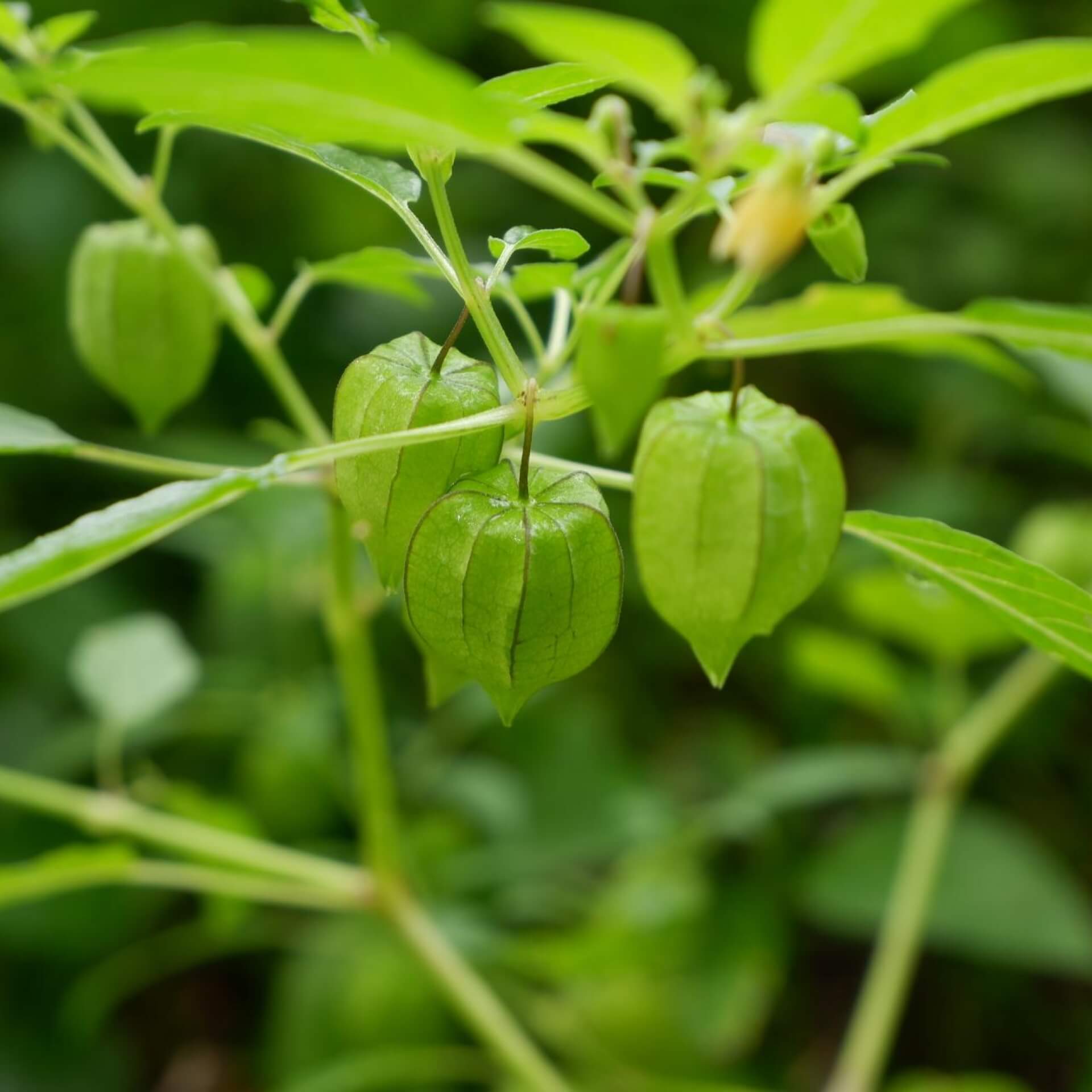 Sternkirsche (Physalis angulata)