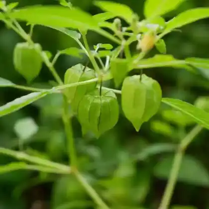 Foto von Sternkirsche (Physalis angulata)