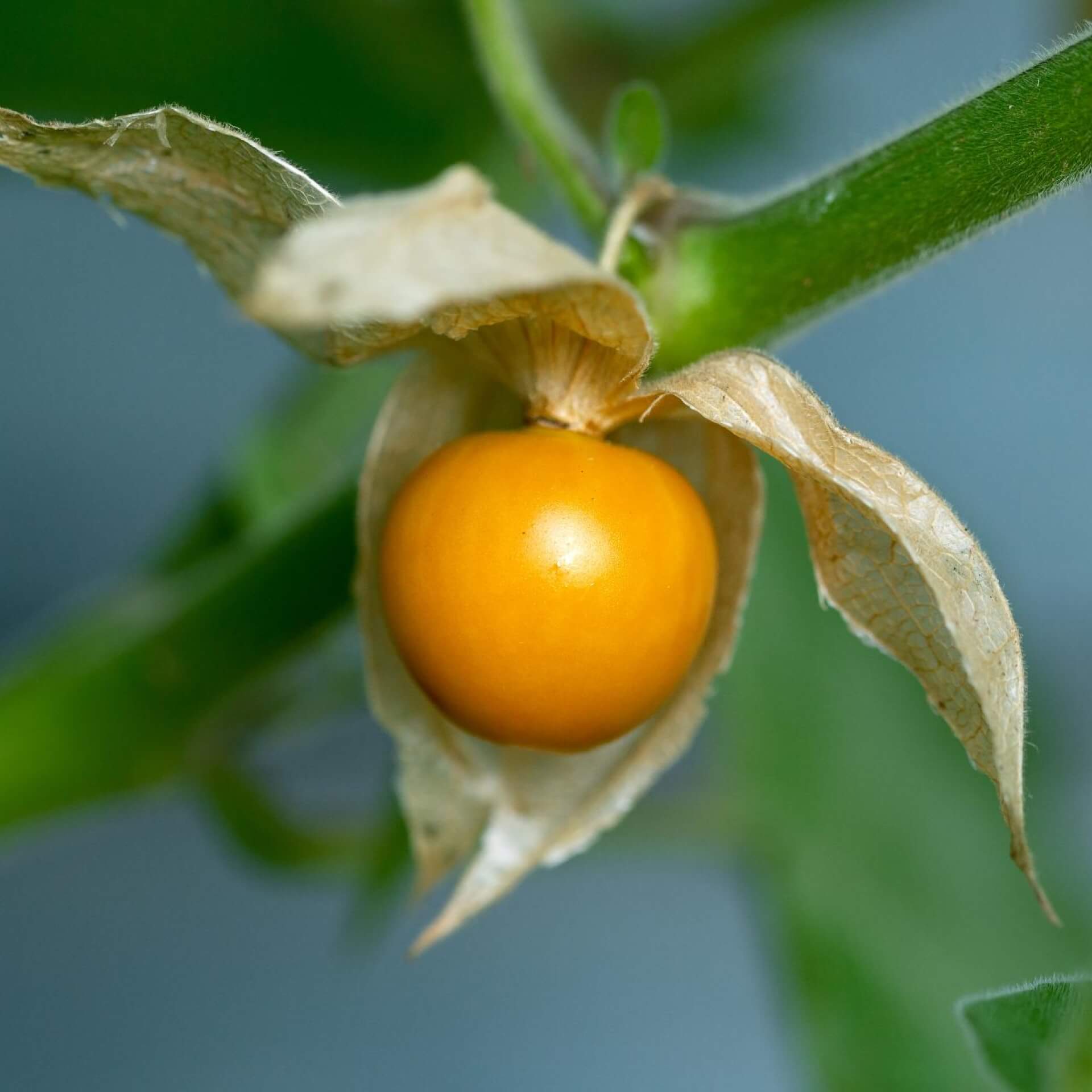 Kapstachelbeere (Physalis peruviana)