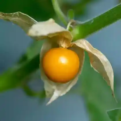 Foto von Kapstachelbeere (Physalis peruviana)