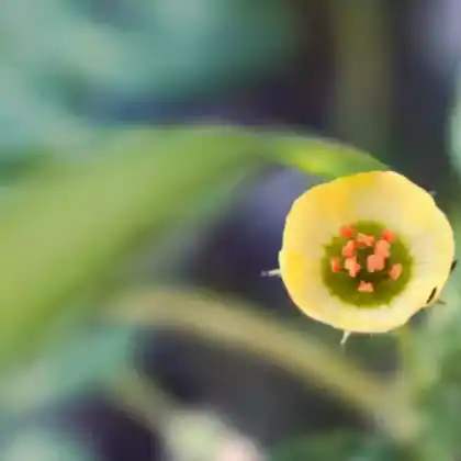 Foto von Erdkirsche (Physalis pubescens)