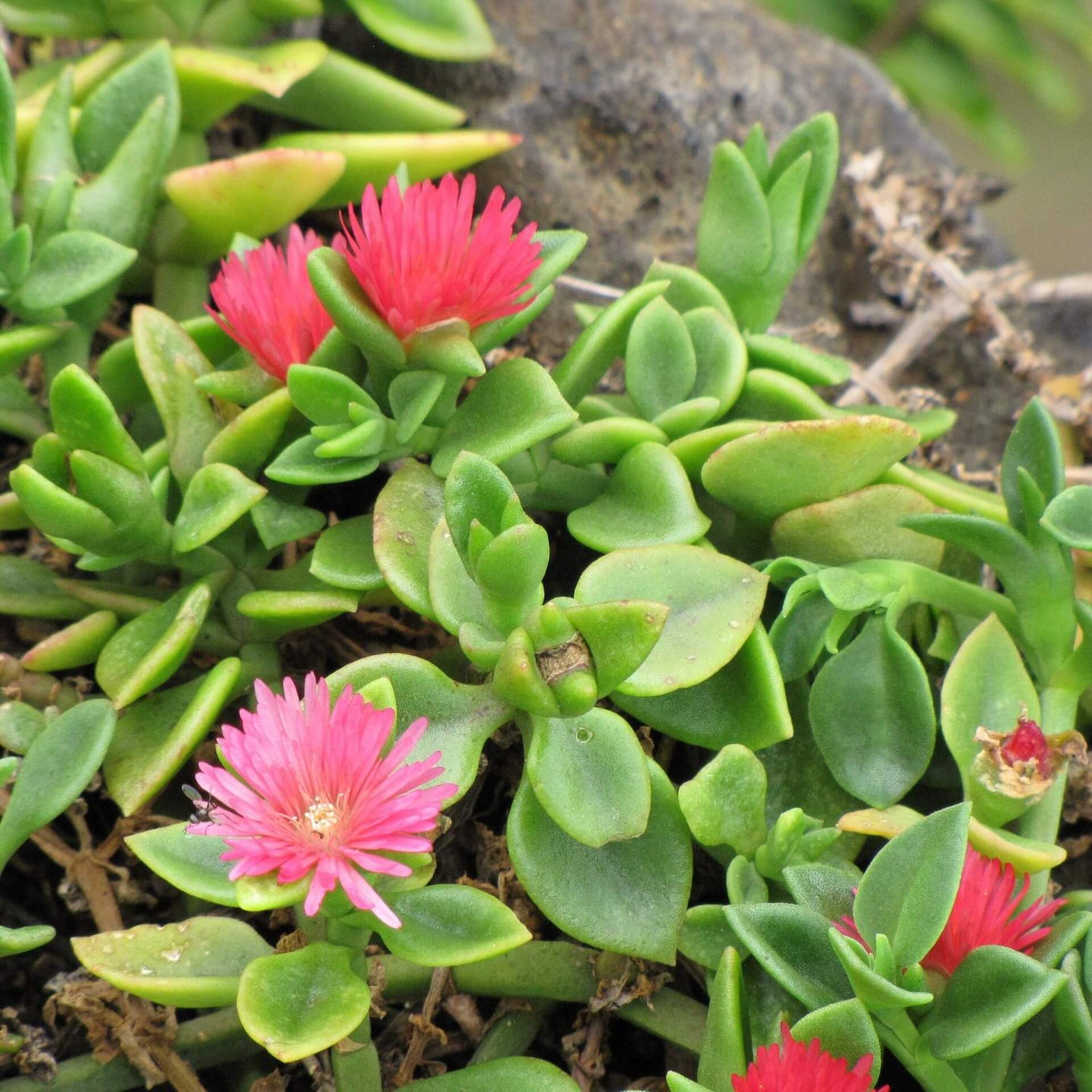 Ausdauerndes Eiskraut (Aptenia cordifolia)