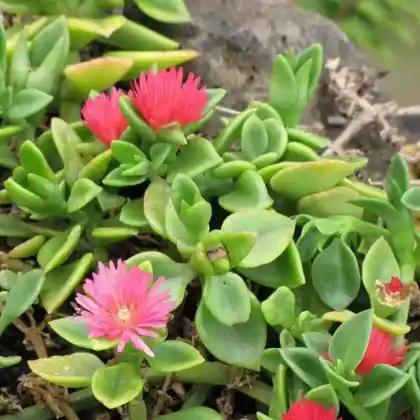 Foto von Ausdauerndes Eiskraut (Aptenia cordifolia)