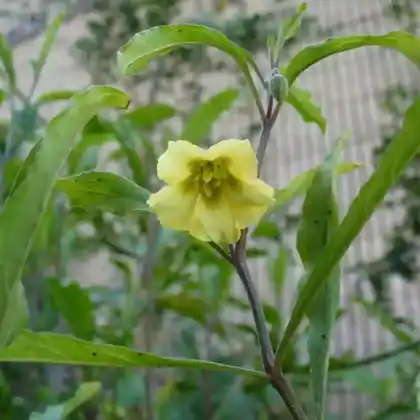 Foto von Erdkirsche (Physalis walteri)