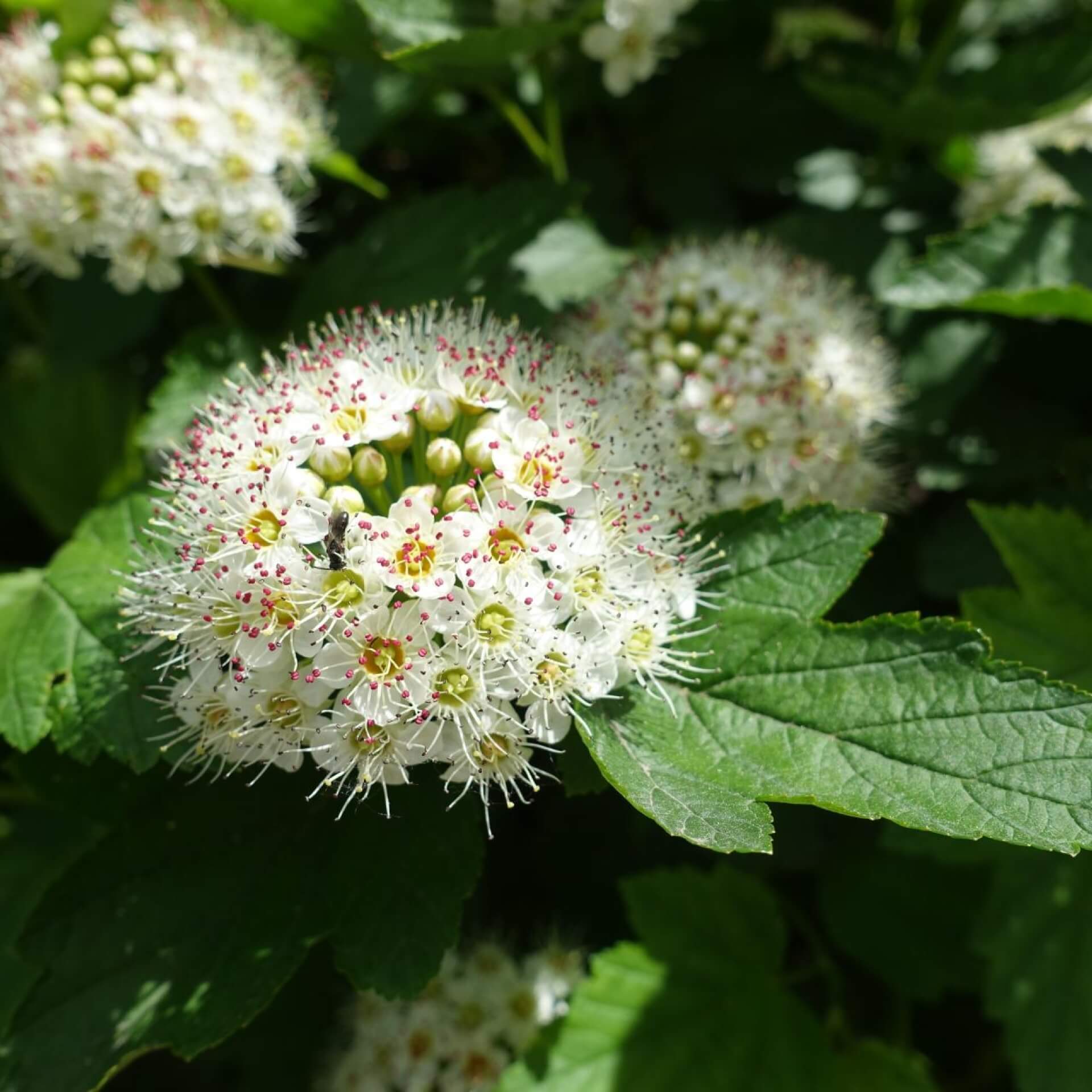 Schneeballblättrige Blasenspiere (Physocarpus opulifolius)