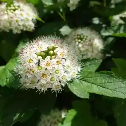 Foto von Schneeballblättrige Blasenspiere (Physocarpus opulifolius)