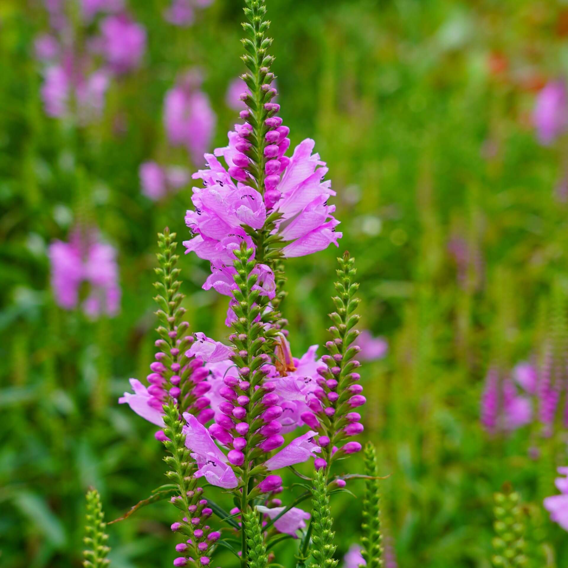 Gelenkblume (Physostegia virginiana)