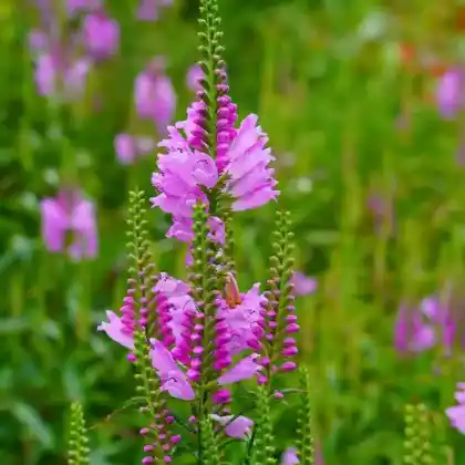 Foto von Gelenkblume (Physostegia virginiana)