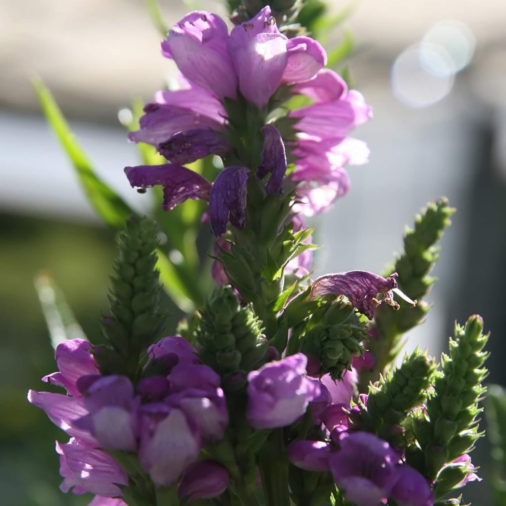 Gelenkblume 'Red Beauty' (Physostegia virginiana 'Red Beauty')