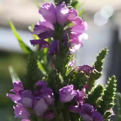 Foto von Gelenkblume 'Red Beauty' (Physostegia virginiana 'Red Beauty')