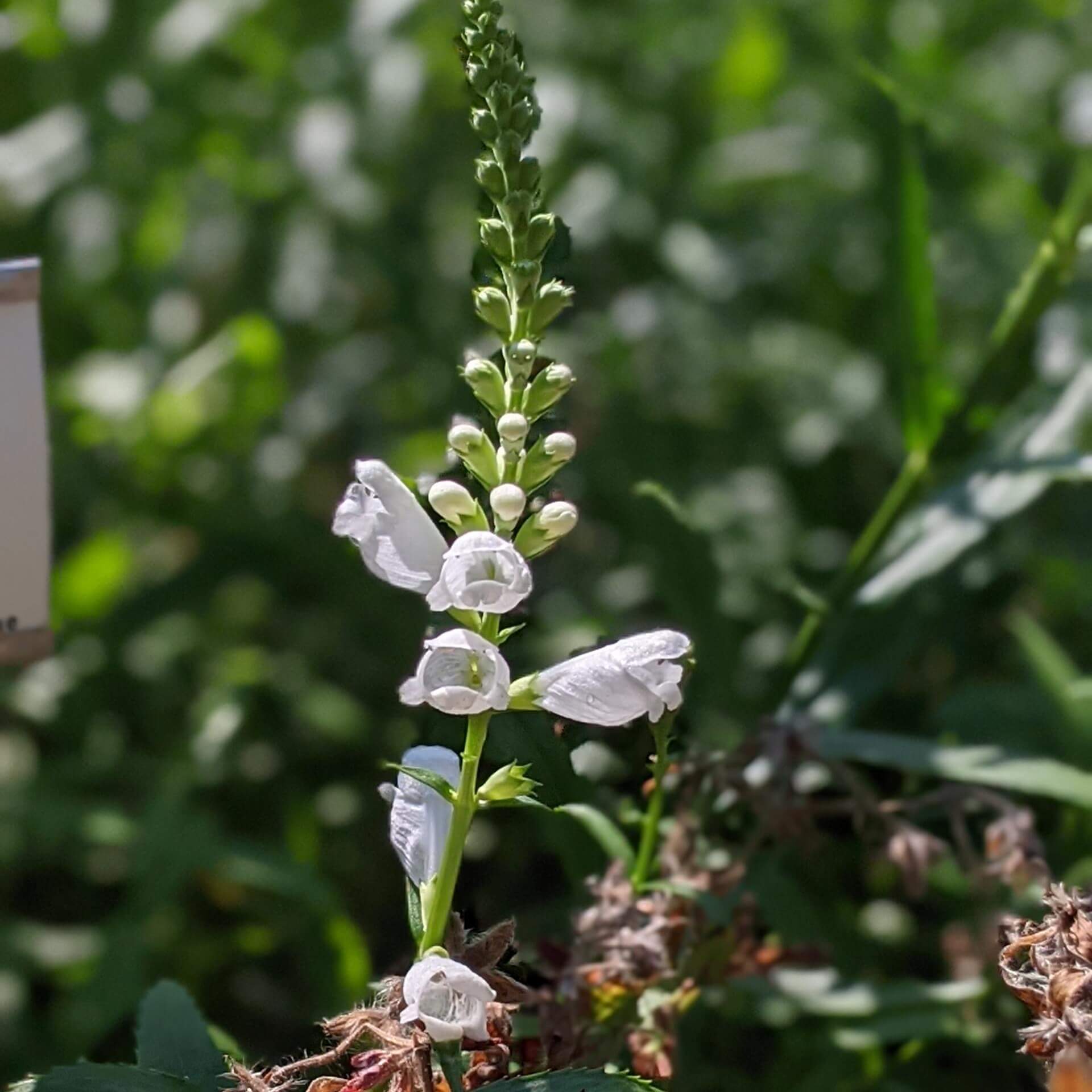 Gelenkblume 'Summer Snow' (Physostegia virginiana 'Summer Snow')