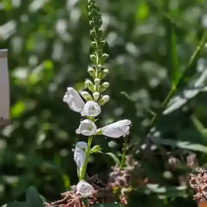 Foto von Gelenkblume 'Summer Snow' (Physostegia virginiana 'Summer Snow')
