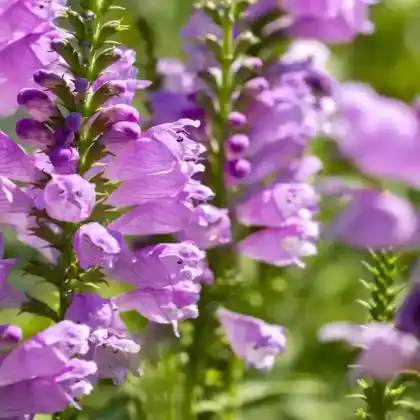 Foto von Gelenkblume 'Vivid' (Physostegia virginiana 'Vivid')