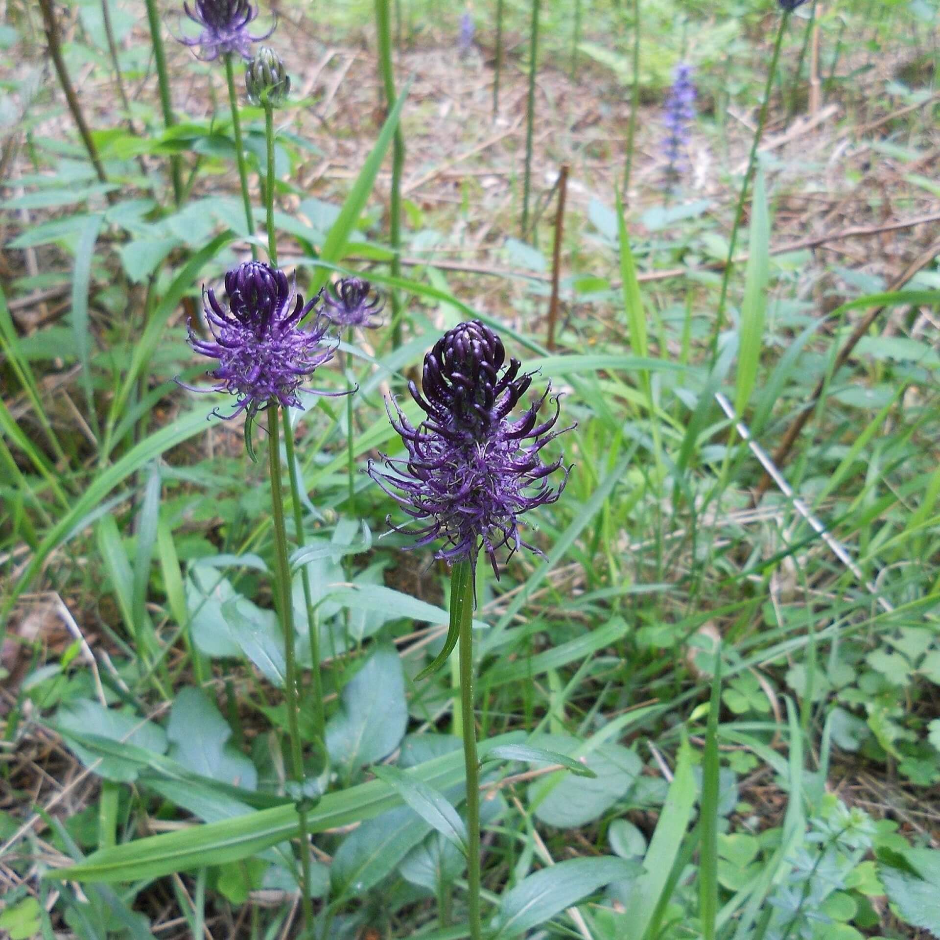 Schwarze Teufelskralle (Phyteuma nigrum)