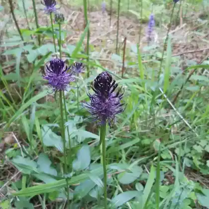 Foto von Schwarze Teufelskralle (Phyteuma nigrum)