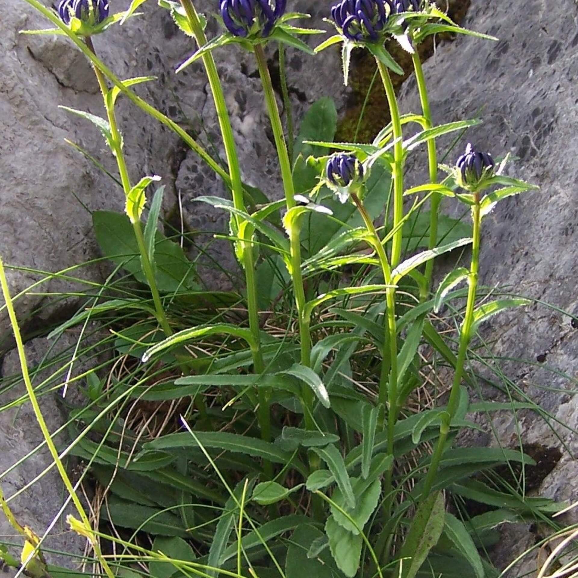 Kugelige Teufelskralle (Phyteuma orbiculare)